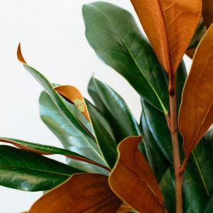 Rubber plant with earthy colors - green and brown