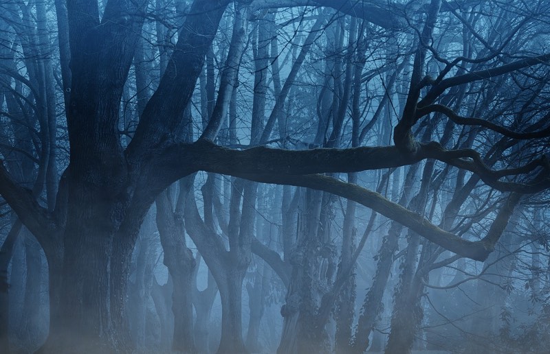 Eerie Forest