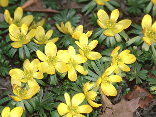European Winter Aconite flower - yellow colors combinations