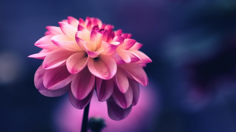 Dahlia flower in a dark composition
