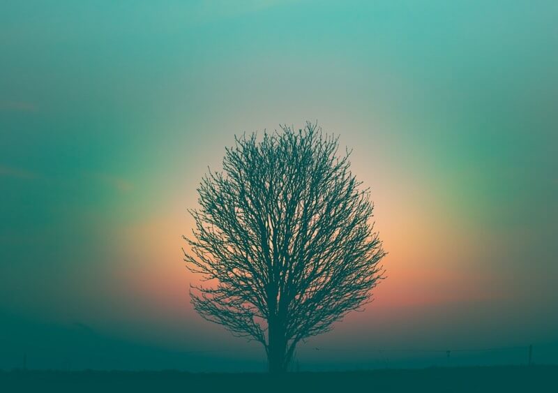 Silhouette of a tree against the dawn