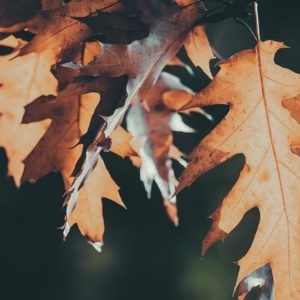 Faded leaves of fall season