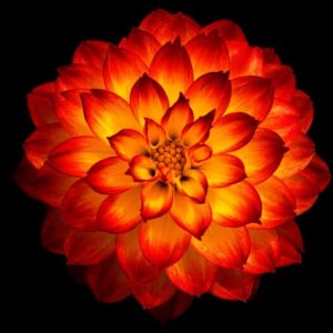 Dahlia flower with fire colors