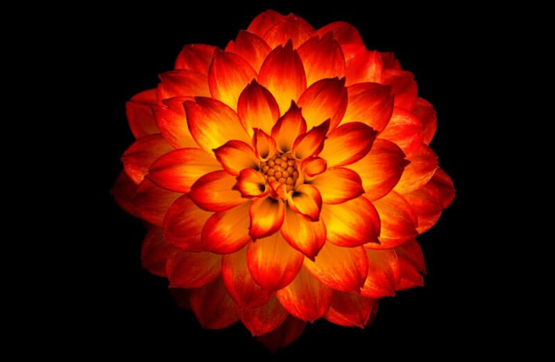 Dahlia flower with fire colors