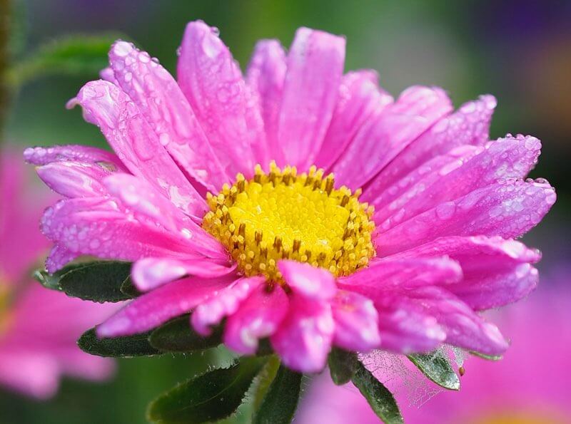 Beautiful hot pink flower