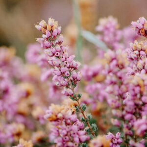 Flower Bush - Image