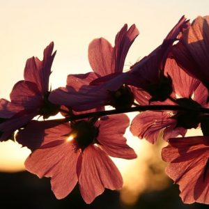 Flowers against a sunset