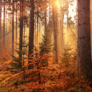 Forest Heat by Sunbeam