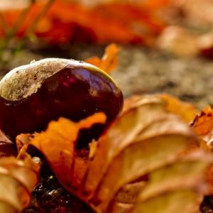 The fruit of autumn
