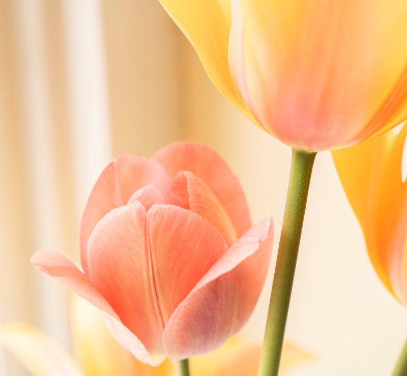Gentle Tulips