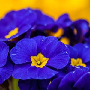 Blue colored geraniums with yellow centers - high contrast