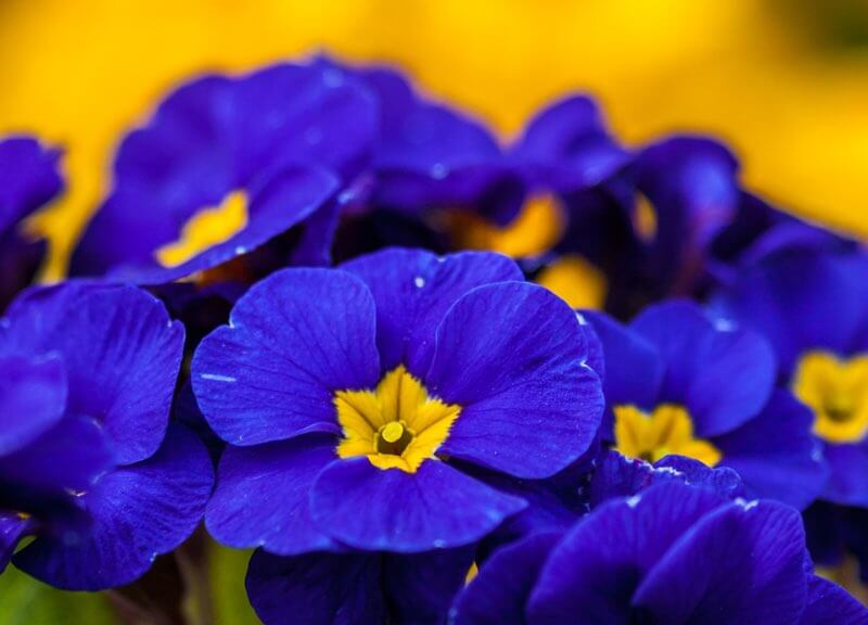 Blue colored geraniums with yellow centers - high contrast