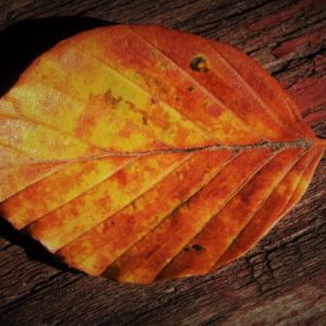 Autumn leaf with yellow, gold and orange, red colors