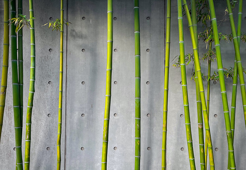 Green Bamboo on Grey wall