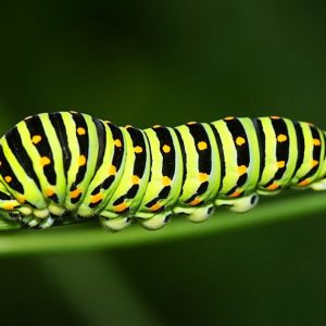 Green, yellow, black Caterpillar
