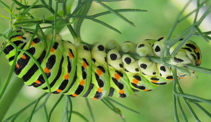 Green colored caterpillar of dove-tailed butterfly
