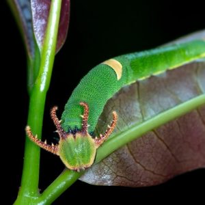 Green horned caterpillar