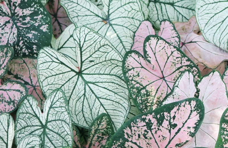Green and pink colored leaves