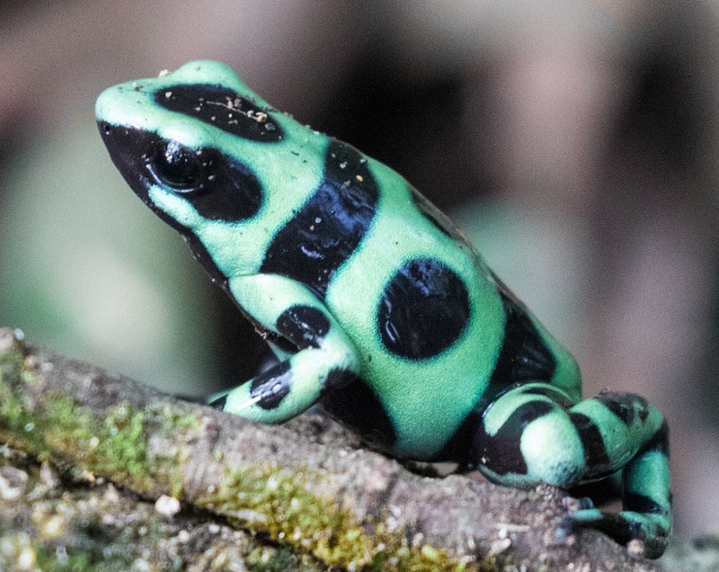 Green Poison Arrow Frog