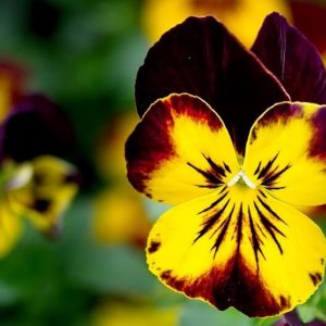 Pansy flower with yellow and purple colors