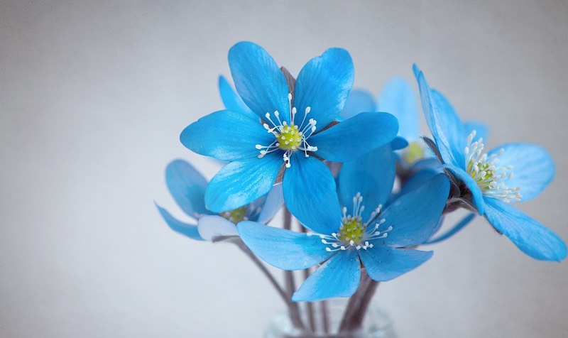 Hepatica Blue Flowers