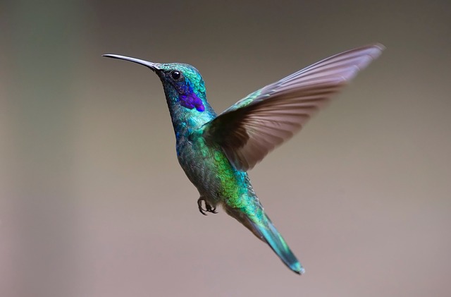 Hummingbird colors