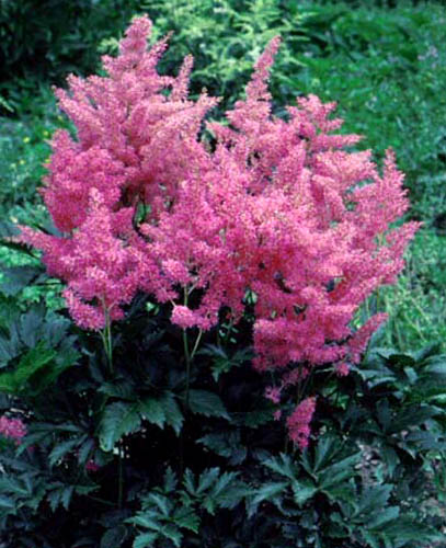 Hybrid Astilbe flower colors