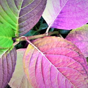 Colorful Hydrangea Leaves
