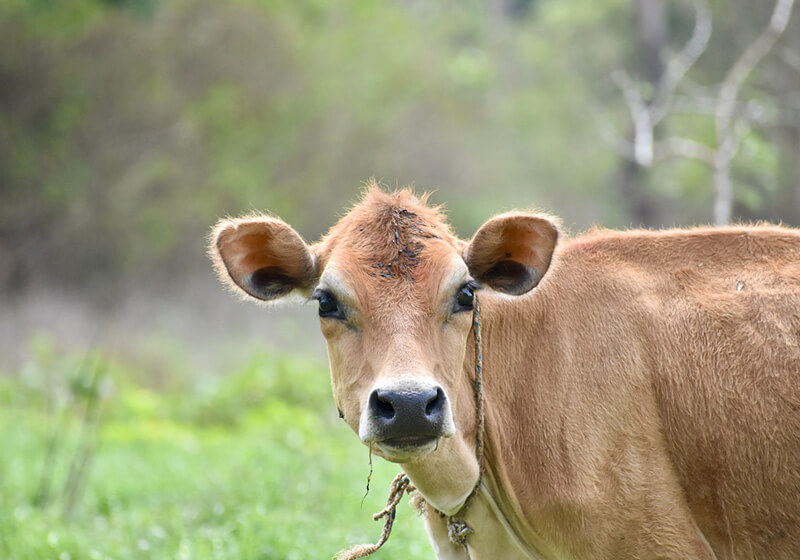 Indian Cow (Animal)