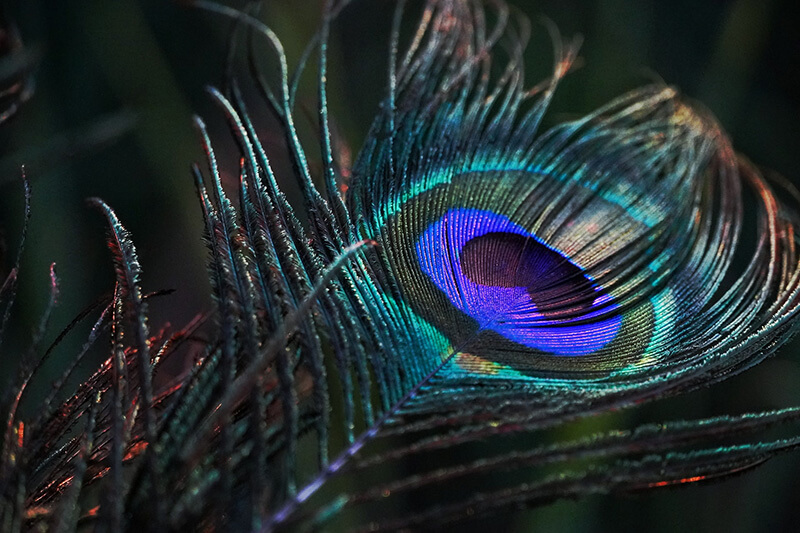 Indian Morpankh - Peacock Feather