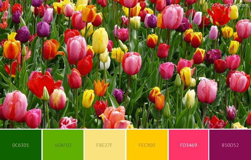 Inspired from Spring Fields - color scheme with color codes