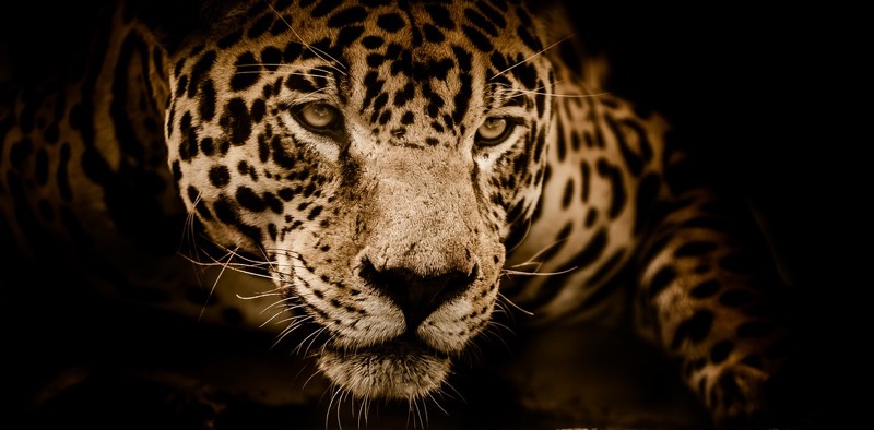 Jaguar on the Prowl