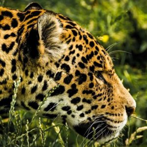 Jaguar Stakling