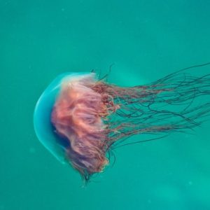 Jellyfish Is Free