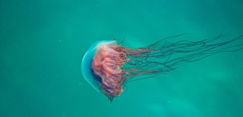 Jellyfish Is Free