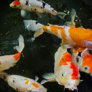 Koi Fish in the Pond - Image