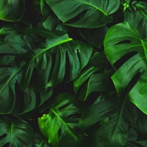 Leafy Wallpaper - Image