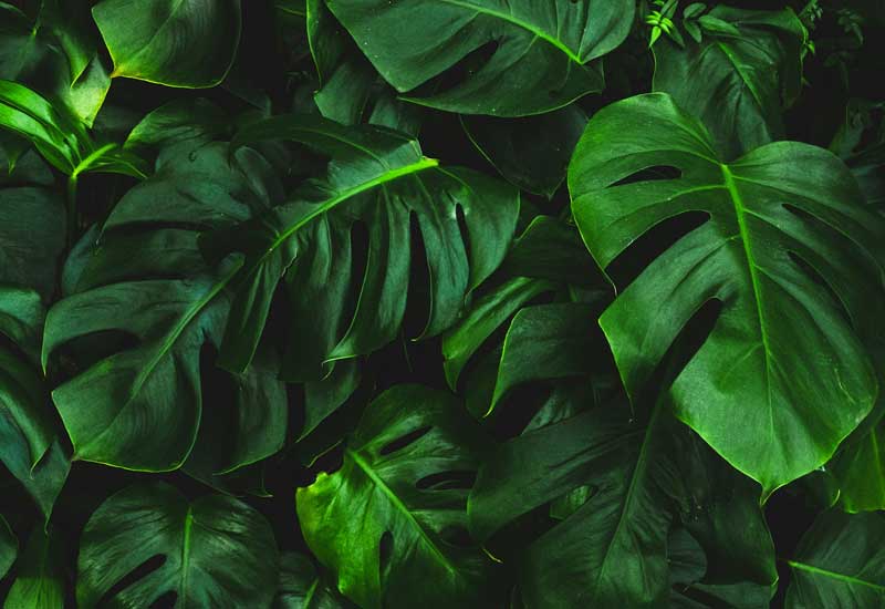 Leafy Wallpaper Image