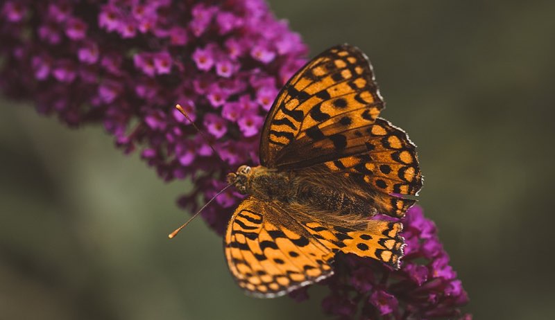 Orange-colored butterfly on lilac flowers