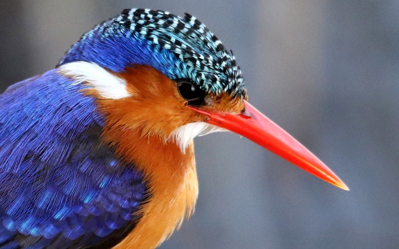 Little kingfisher bird