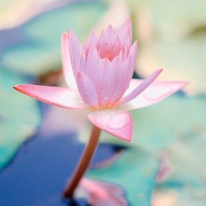 lotus flower blooming in a pond