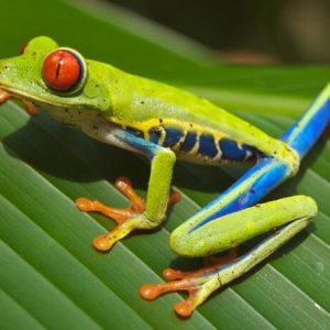 Multi-colored tree frog with red eyes