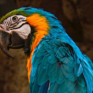 Multicolored Parrot