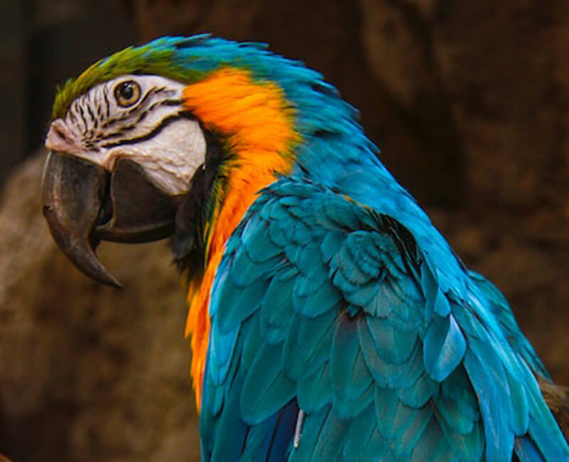 Multicolored Parrot