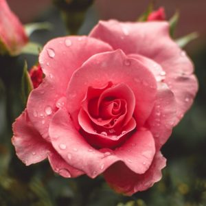 A beautiful natural rose - reddish pink in color