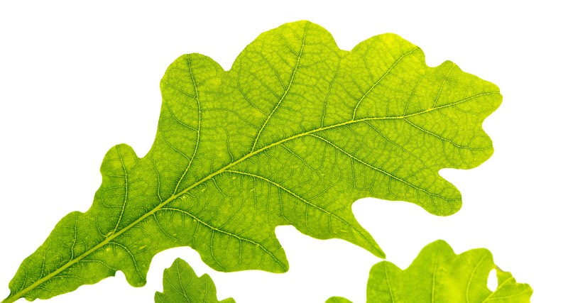 Oak Leaf - Green