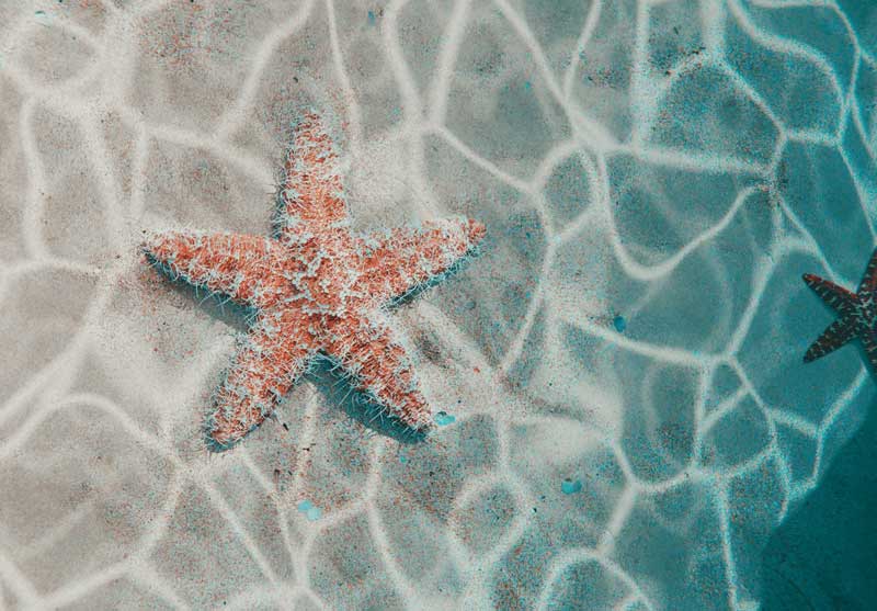 Ocean Starfish Image