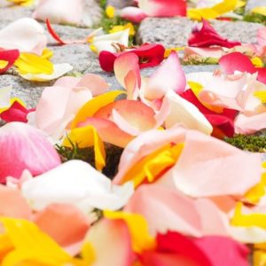 Path Of Rose Petals