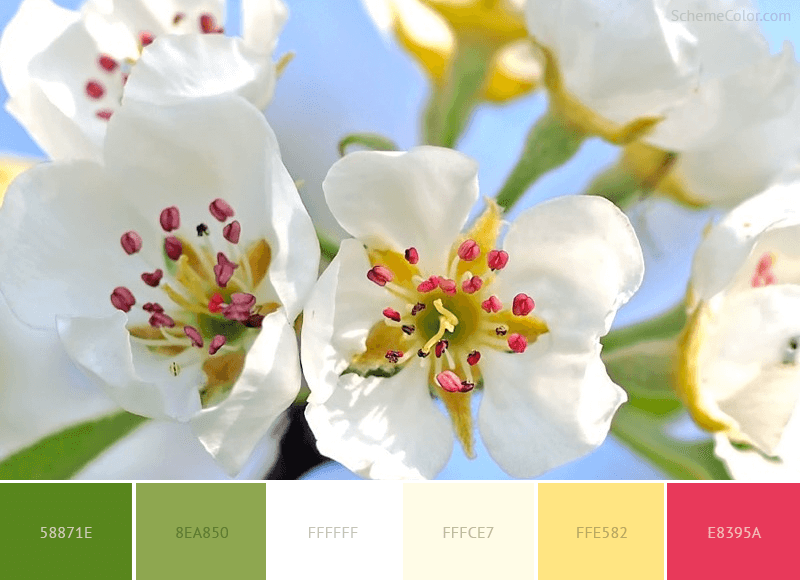 Pear Blossoms - color combination with color code