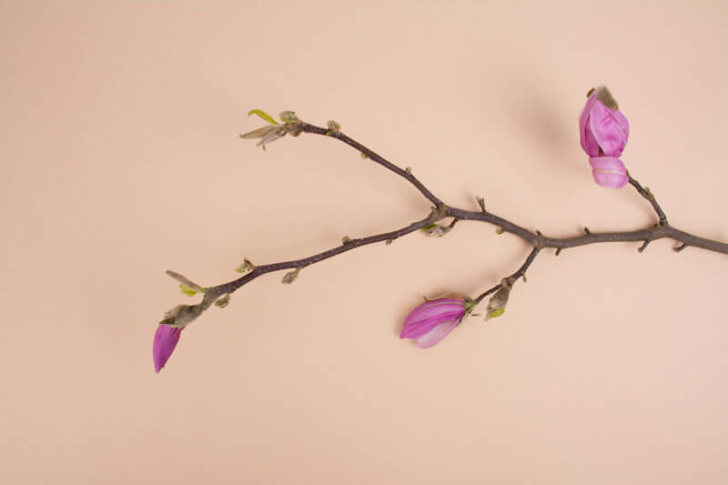 Petaled Branch Image